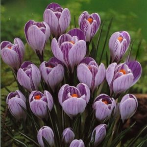 Pack 20 Crocus Bulbs /'Fuscotinctus/' WPC Prins Quality Spring Bulbs