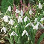 Value Pack 40 Snowdrop Bulbs 'Single White' WPC Prins Quality Spring Bulbs