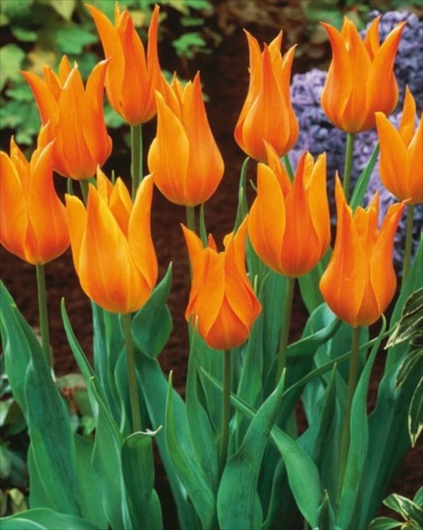 Tulip Bulbs Lily Flowering 'Marjolein' WPC Prins Quality Spring Bulbs Pack 10