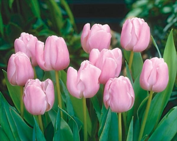 Tulip Bulbs 'Pink Diamond' WPC Prins Quality Spring Bulbs Pack 10
