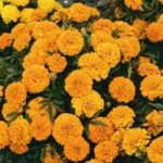 New Pack Kings Seed French Marigold 'Boy O Boy' Mixed Quality Flower Seeds