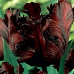 Parrot Tulips 'Black Parrot' WPC Prins Spring Flowering Bulbs Pack x10
