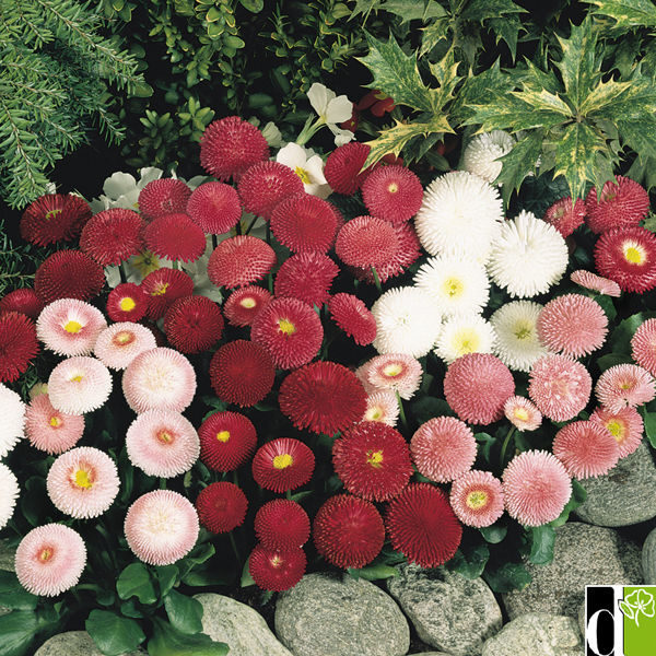 Bellis Perennis 'Tasso Mixed' Garden Flowering Plug Plants Pack x12