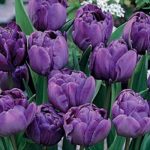 Pack 10 Double Peony Tulip Bulbs 'Blue Spectacle' WPC Prins Quality Spring Bulbs