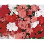 Pack Kings Seed Impatiens ( Bizzie Lizzie ) 'Carnival Mix' Flower Seeds