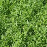 Pack x6 Chamomile Lawn 'Chamaemelum Nobile' Perennial Plug Plants Scented Lawn
