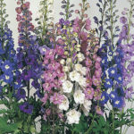 Delphinium Pacific Giants Mix Pack x3 Perennial 9cm Pot Plants