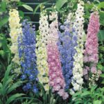 Delphinium Pacific Giants Mix Pack x3 Perennial 9cm Pot Plants