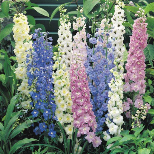 Delphinium Pacific Giants Mix Pack x3 Perennial 9cm Pot Plants