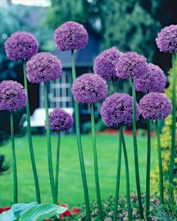 Allium Giant 'Gladiator' Garden Flowering Bulbs WPC Prins Bulb x1
