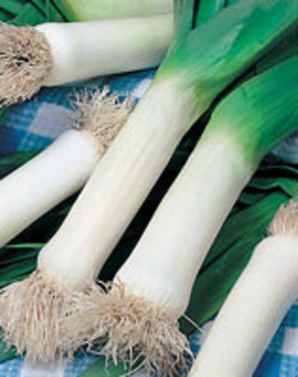 Pack Vegetable Seed Kings Seeds: Leek Exhibition Mammoth Pot