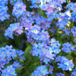 Pack Forget Me Not 'Blue' Flower Seed King's Quality Seeds
