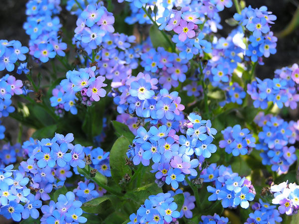 Pack Forget Me Not 'Blue' Flower Seed King's Quality Seeds