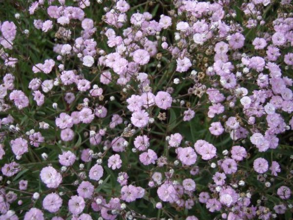 Gypsophila 'Rosenschleier' Perennial XXL Supersize Plug Plants Pack x3