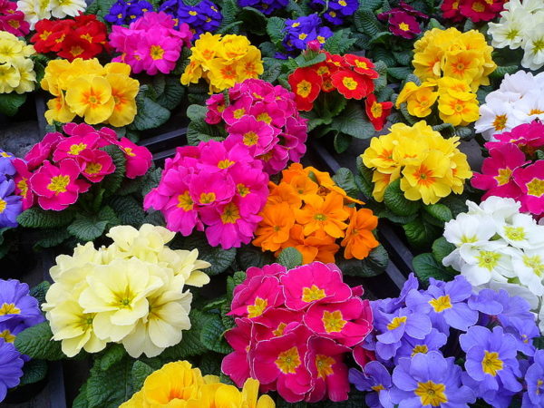 Pack Kings Seed Primrose 'Mardi Gras' Mixed Perennial Flower Seeds