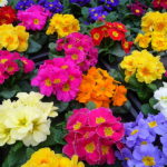 Pack Kings Seed Primrose 'Mardi Gras' Mixed Perennial Flower Seeds