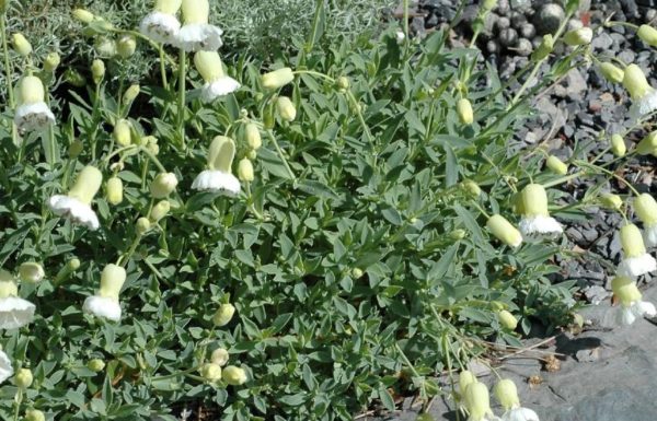 Pack x6 'Silene White Maritima Perennial Garden Plug Plants