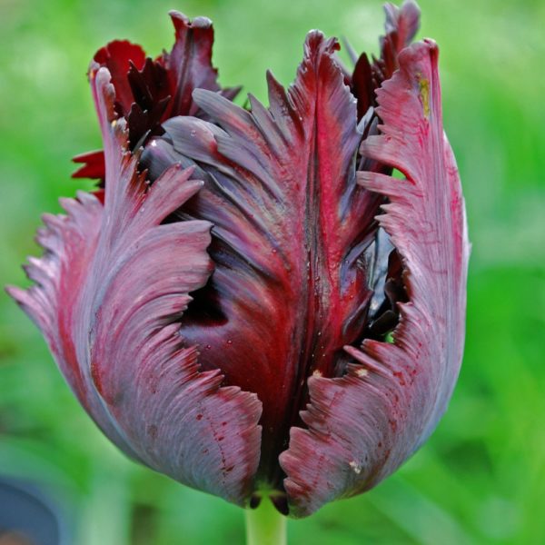 Parrot Tulips 'Black Parrot' WPC Prins Spring Flowering Bulbs Pack x10