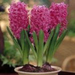 Pack 3 Prepared Hyacinth Bulbs 'Pink Pearl' WPC Prins Quality Spring Bulbs
