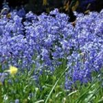Pack 10 Bluebell Non-Scriptus English Bluebells Garden Bulbs WPC Prins Quality