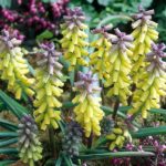 Muscari Macrocarpum 'Golden Fragrance' Spring Garden Bulbs Pack 5