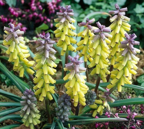 Muscari Macrocarpum 'Golden Fragrance' Spring Garden Bulbs Pack 5