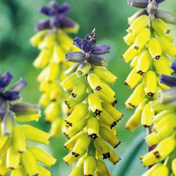 Muscari Macrocarpum 'Golden Fragrance' Spring Garden Bulbs Pack 5