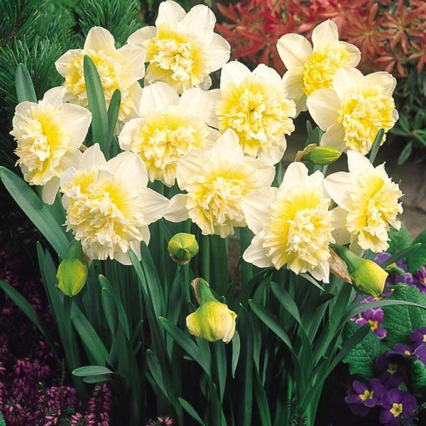 Narcissus Daffodil 'Ice King' Spring Flowering WPC Prins Bulbs Pack 5