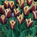 Pack 10 Triump Tulip Bulbs 'Gavota' Spring Bulbs WPC Prins Quality