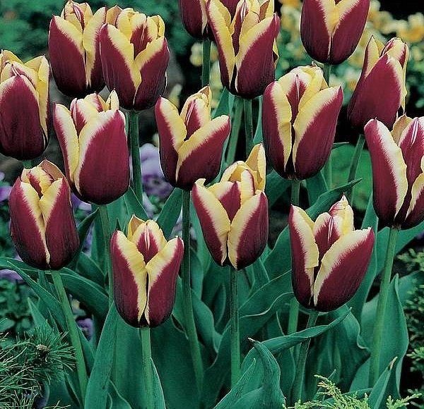 Pack 10 Triump Tulip Bulbs 'Gavota' Spring Bulbs WPC Prins Quality