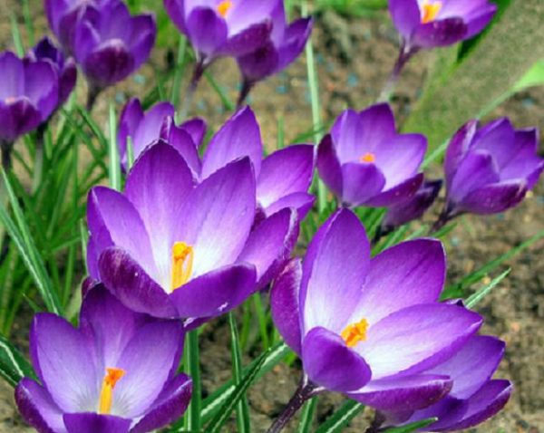 Crocus 'Ruby Giant' Bulbs Spring Flowering Pack 20