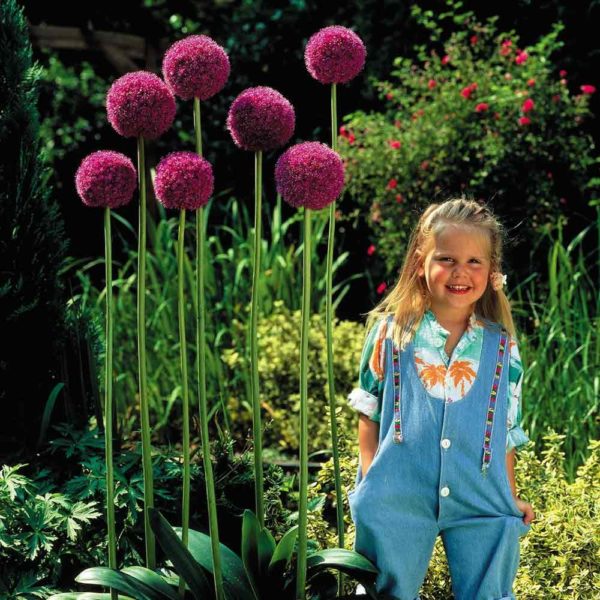 Pack 1 Allium Giganteum Bulb Spring Bulbs WPC Prins