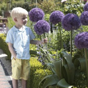 Pack 1 Allium 'Globemaster' Spring Flowering Bulb