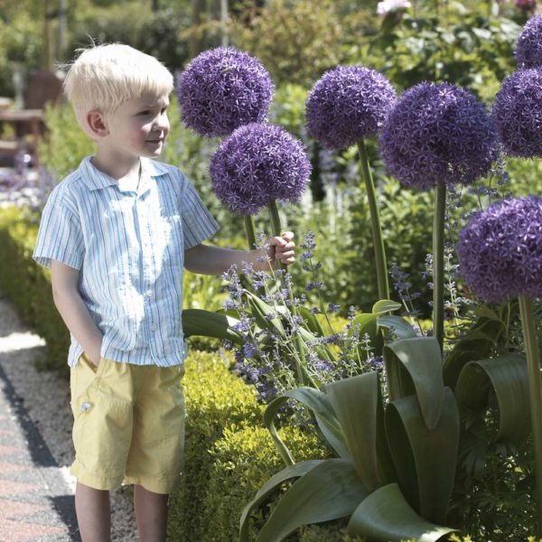 Pack 1 Allium 'Globemaster' Spring Flowering Bulb