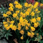 Narcissus Dwarf 'Golden Bells' Daffodil Bulbs Prins Bulb Pack x10