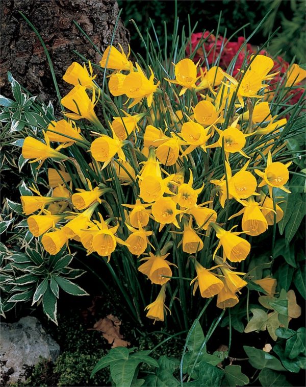 Narcissus Dwarf 'Golden Bells' Daffodil Bulbs Prins Bulb Pack x10