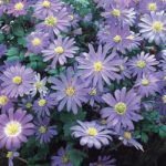 Anemones 'Blanda Blue' Spring Flowering Bulbs Pack 10