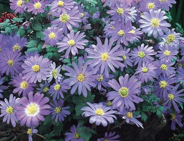 Anemones 'Blanda Blue' Spring Flowering Bulbs Pack 10