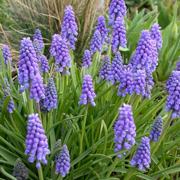 Muscari Armeniacum Blue Grape Hyacinth Garden Bulbs Value Pack 40