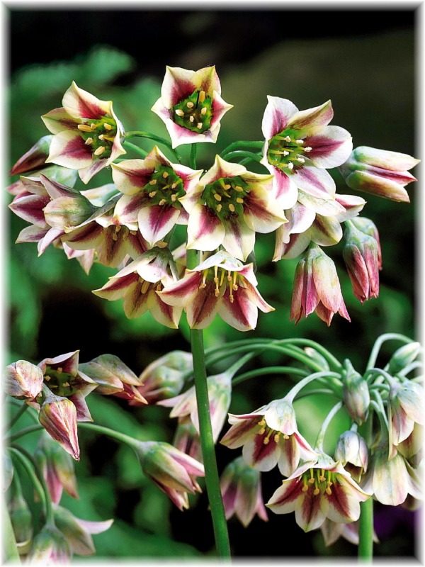 Pack 5 Nectaroscordum Bulgaricum (Siculum Honey Lily) Garden Bulbs