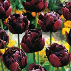 Pack 10 Double Tulip Bulbs 'Uncle Tom' Late Flowering Bulbs