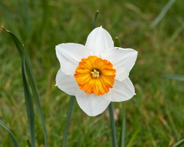 Pack 5 Narcissus / Daffodil Bulbs 'Professor Einstein'
