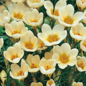 Crocus Bulbs Chrysanthus 'Cream Beauty' Spring Flowers Pack 20