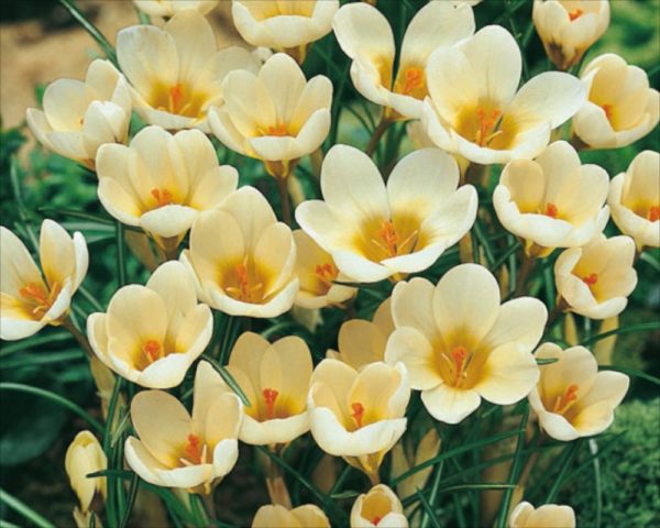 Crocus Bulbs Chrysanthus 'Cream Beauty' Spring Flowers Pack 20