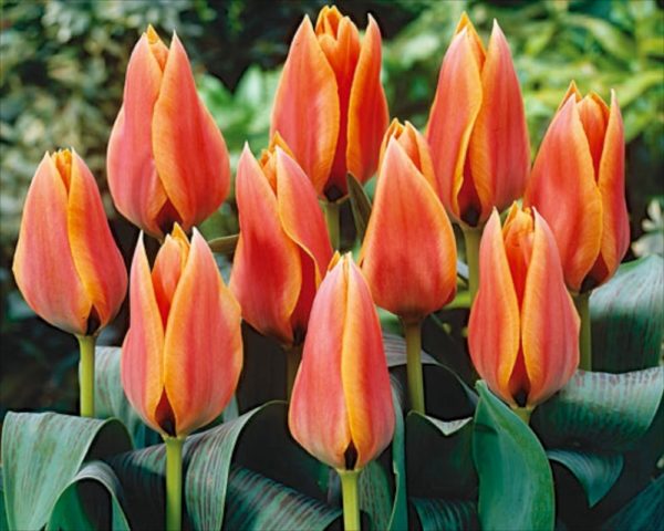 Tulip Bulbs Greigii Dwarf 'Calypso' WPC Prins Garden Bulb Pack 10