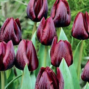 Hyacinth White /'Carnegie/' Bedding Outdoor Garden Spring Bulbs Pack x5
