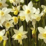 Daffodil Narcissus Sailboat WPC Prins Spring Bulbs Pack 10
