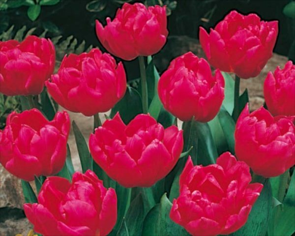 Tulip Double 'Queen Of Marvel' Early Flowering Spring Bulbs Pack 10