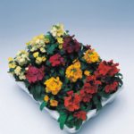 Pack x6 Annual Bedding Wallflower 'Charity Mixed' Plug Plants Blooms Twice!!!