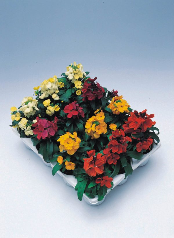 Pack x6 Annual Bedding Wallflower 'Charity Mixed' Plug Plants Blooms Twice!!!